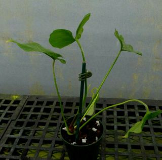 Philodendron furcatum - very rare,  compact satin leaf ornamental tropical aroid 6