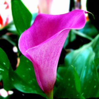 Calla Lily Bulbs,  Pink Calla Lily Flowers,  Rare Flower Bulbs,  Calla Lily Plants