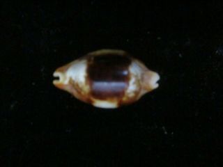 Cypraea Stolida Niger And Rostrate 32 Mm Rare Now Caledonian Gem Shell