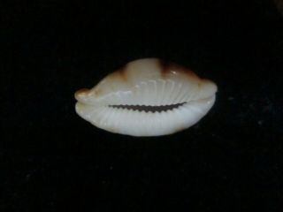 Cypraea stolida niger and rostrate 32 mm RARE NOW CALEDONIAN GEM SHELL 2