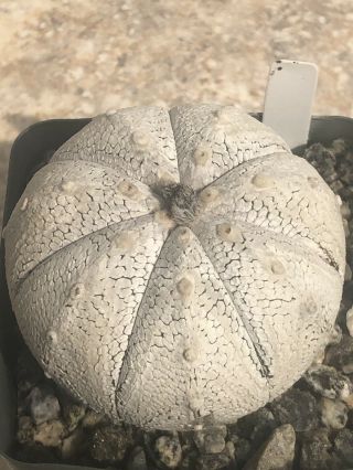 Unique And Rare Cactus Plant Hybrid Astrophytum