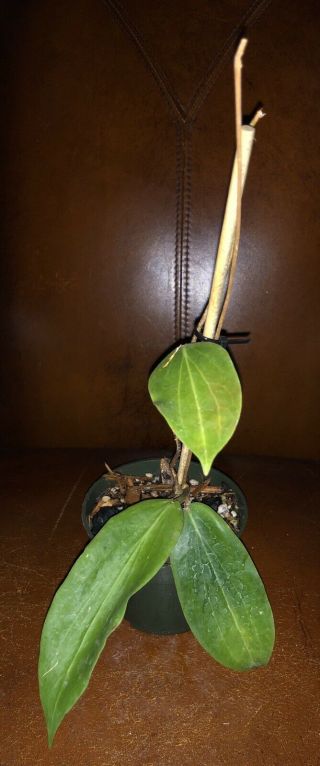Hoya Benguetensis Palawan (rare),  Ship In 4” Pot Actual Plant