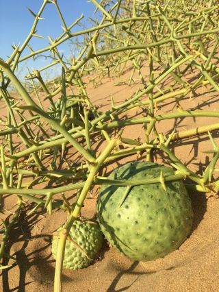 Nara - Acanthosicyos Horridus - Edible Desert Plant 5 Seeds,  Rare Namibia