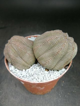 Euphorbia Obesa Dichotomic Rare 8,  5cm Pot On Roots