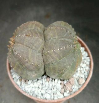 Euphorbia Obesa Dichotomic Rare 6,  5cm Pot On Roots