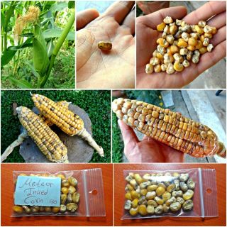 Meteor Inked Corn 40 Top Quality Seeds - Extremely Rare Corn Variety - Non - Gmo