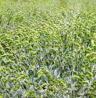 Sideritis Raeseri Organic Seeds Balkan Mountain Ironwort Tea Shepherd 