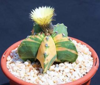 Astrophytum Myriostigma Nudun Variegated Exotic Cacti Rare Cactus Seed 50 Seeds