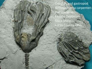Rare Pyritized Devonian Crinoids One With Coprophagous Snail In Place