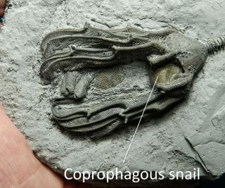 RARE PYRITIZED DEVONIAN CRINOIDS ONE WITH COPROPHAGOUS SNAIL IN PLACE 2