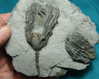 RARE PYRITIZED DEVONIAN CRINOIDS ONE WITH COPROPHAGOUS SNAIL IN PLACE 3