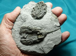 RARE PYRITIZED DEVONIAN CRINOIDS ONE WITH COPROPHAGOUS SNAIL IN PLACE 4