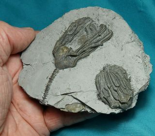RARE PYRITIZED DEVONIAN CRINOIDS ONE WITH COPROPHAGOUS SNAIL IN PLACE 5