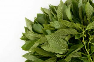 Corchorus Olitorius Egyptian Spinach Rare Tropical Seeds Perennial Herb Greens