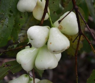 White Wax Jambu / Wax Apple Air Layered Tropical Fruit Trees Rare 3 Gallon Fruit