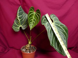 Anthurium Regale Rare Velvet Aroid Plant 4