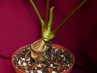 Anthurium Regale Rare Velvet Aroid Plant 6