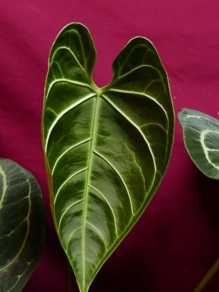 Anthurium Regale Rare Velvet Aroid Plant 7