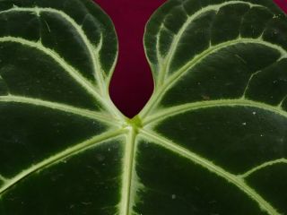 Anthurium Regale Rare Velvet Aroid Plant 8