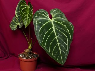 Anthurium Regale Rare Velvet Aroid Plant 9