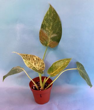 Rare Philodendron Giganteum Variegata Plant 2