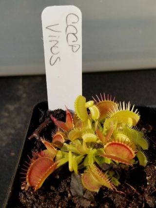 Rare Carnivorous Venus Flytrap Plant " Virus "
