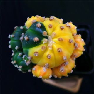 Astrophytum Asterias Kitsukow - With Rootstock - Rare Cactus Cacti 4356