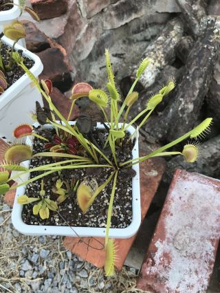 Dionaea Muscipula Giant Trap Erect Form - Carnivorous Plant Venus Flytrap Rare