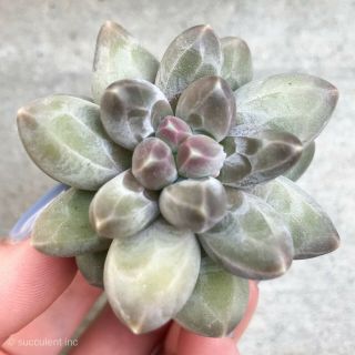 Rare Succulent - Echeveria Ice Crown Changhee Hybrid Imported From Korea 1.  5 - 2 "