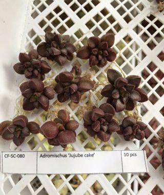 Adromischus Rare Succulent Breed Imported