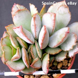Adromischus Schuldtianus “south Of Warmbad” King Size Rare Succulent Plant 28/7