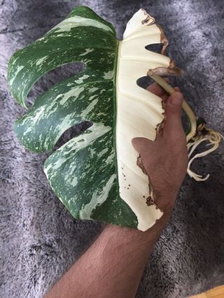 Monstera Deliciosa Rare Variegated Fully Rooted Cutting