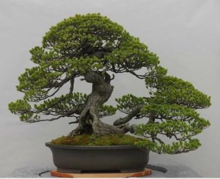 Rare Japanese Black Pine Bonsai Tree Seeds,  Bonsai Pine Tree Seeds,  Uk Stock