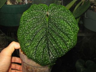 Anthurium Splendidum,  Very Rare Species,  Textured Leaf,  Gorgeous Aroid Plant