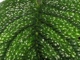 ANTHURIUM SPLENDIDUM,  Very Rare Species,  TEXTURED Leaf,  Gorgeous Aroid Plant 2