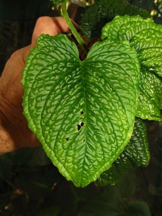 ANTHURIUM SPLENDIDUM,  Very Rare Species,  TEXTURED Leaf,  Gorgeous Aroid Plant 3