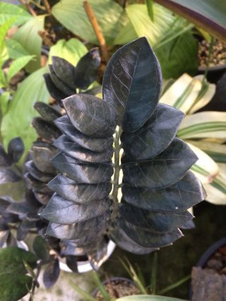 Asian Import Black Zz Plant.  " Raven ".  Zamioculus Zamifolia Rare Aroid