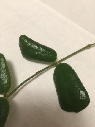 Rare Hoya Rotundiflora Cutting With Peduncle