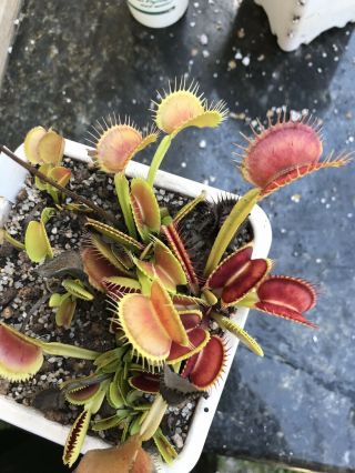 Venus Flytrap Bcp Z02 Giant Carnivorous Plant Rare