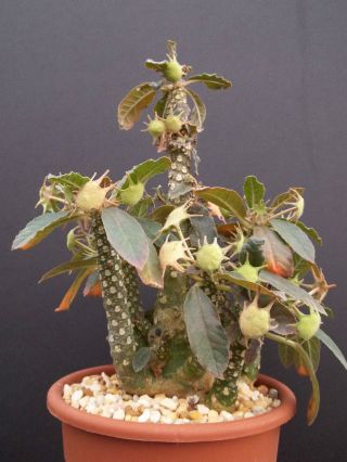 Dorstenia Foetida Lav 20542 @ Rare Succulents Caudex Bonsai Cactus Seed 50 Seeds