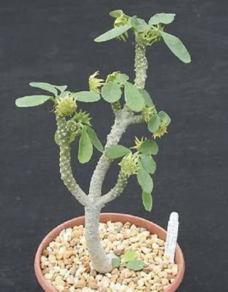Dorstenia Sp.  Lavrano 10341 Exotic Rare Caudex Bonsai Cactus Seed Cacti 50 Seeds