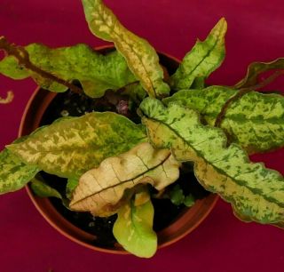 Tectaria Hilocarpa Rare Variegated Terrarium Fern 4 " Pot