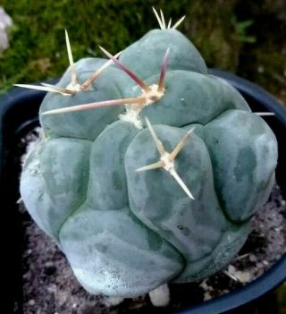 Thelocactus Hexeadrophus Hybrid Rare / Cactus Succulent