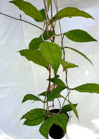1 Pot,  20 - 22 Inches Rooted Plant Of Hoya Finlaysonii Big Leaves Extremly Rare