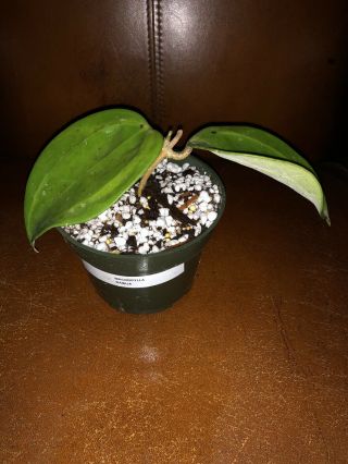 Hoya Macrophylla Baibua (rare),  Ship In 4” Pot Actual Plant