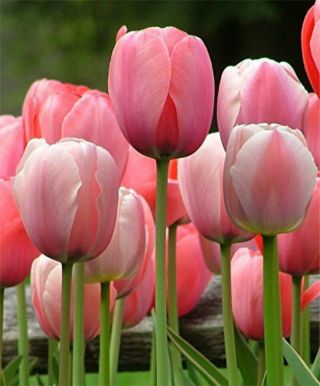 10 Bulbs Rare Tulip Bulb Perennial Impressive Resistant Flower Bonsai Gift Plant