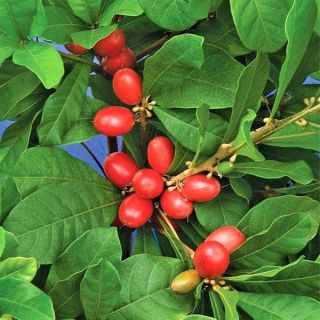 Miracle Fruit @@ Synsepalum Dulcificum Rare Tropical Exotic Berry Edible 4 Seeds