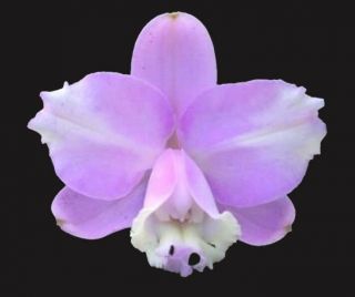 Cattleya Loddigesii Var.  Aquinii ‘alvaro Pereira’ X Self Seedling Rare Orchid