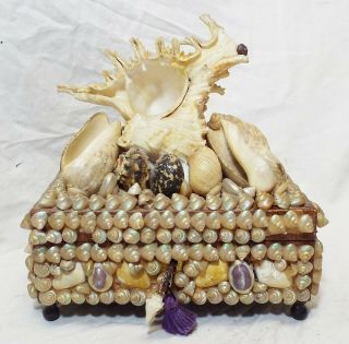 Rare Antique French C1900 Shell Art Seashell Encrusted Wooden Jewelry Box