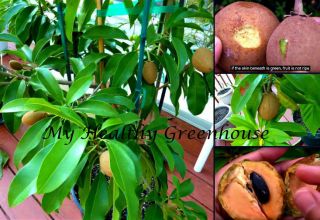 Seeds – Very Rare Dwarf Sapodilla “silas Woods” Fruit That Feeds The Sweet Tooth